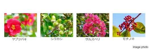 植栽イメージ画像｜ザ・パークハウス新宿タワー